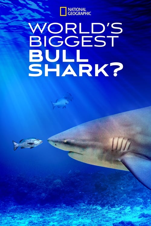 Affiche World's Biggest Bull Shark?